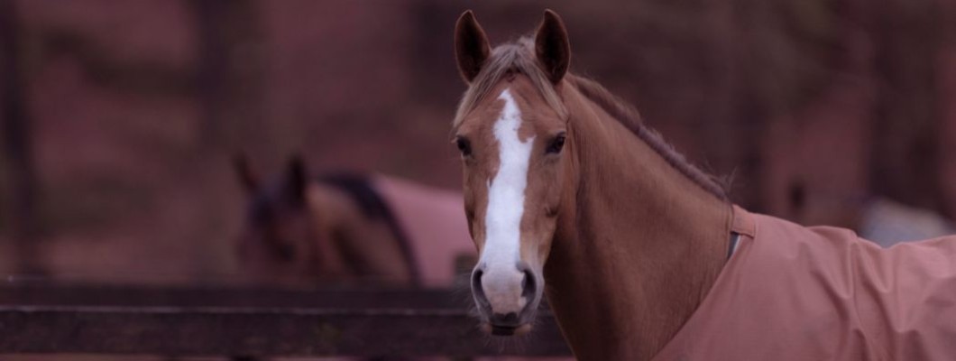 Buyer's Guide for Horse Rugs