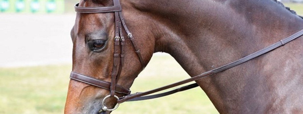 Choosing the Right Bridle