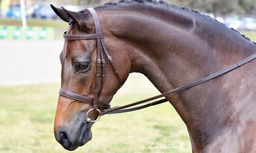 Choosing the Right Bridle